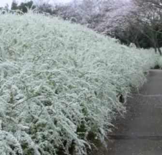 salgueiro de neve