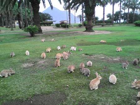 Okunoshima, a ilha dos coelhos | Curiosidades do Japão