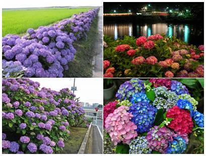 hortênsias Ajisai fotos