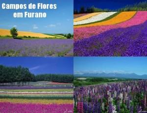 Campos de Flores em Furano, Hokkaido