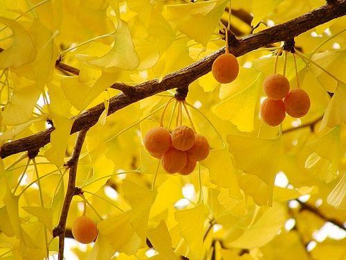 Frutas da árvore ginkgo