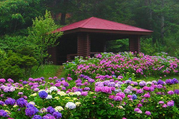 hortênsias no Mt. Rokko em Kobe