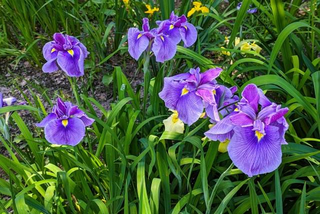 10 Festivais de Flores de Íris no Japão