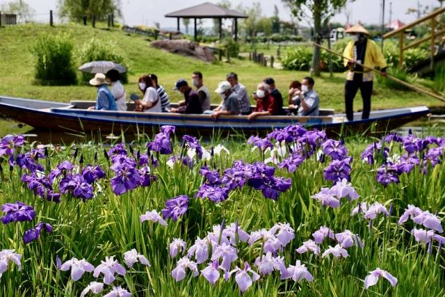 Suigo Sawara Ayame Park, Chiba