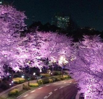 Essas flores de cerejeira tiradas por fotógrafos amadores são simplesmente extraordinárias