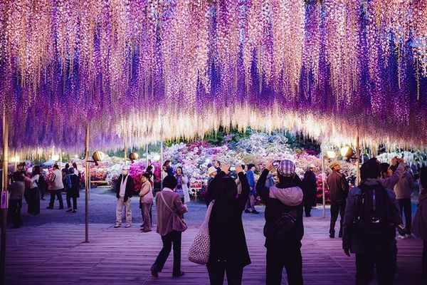 Jardins de GlicÃ­nias no JapÃ£o