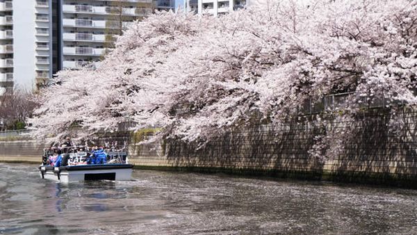 Hanaikada Megurogawa-cruise