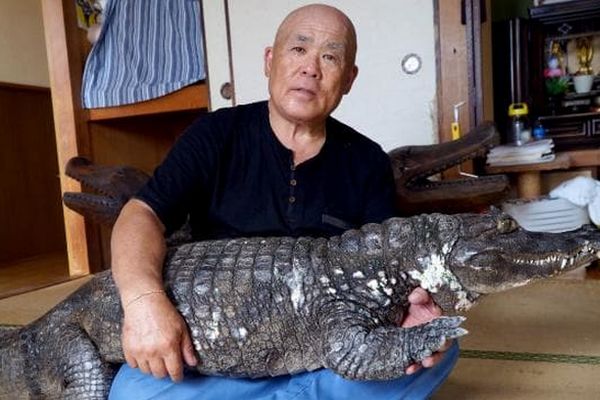 Conheça o japonês que cria um jacaré como animal de estimação há quase 4 décadas