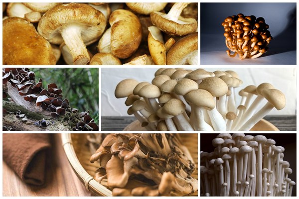 Shitake: Confira 5 benefícios de consumir o cogumelo e como