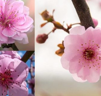 As diferenças entre as flores de pessegueiro, ameixeira e cerejeira