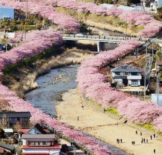 As flores de cerejeira acabaram de florescer nesta cidade japonesa e as fotos são mágicas