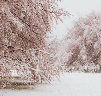 Em plena primavera, uma rara visão da neve e das flores de cerejeira em Tóquio