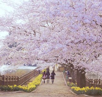 Hanami VR: Tour virtual em 360° pelas cerejeiras do Japão