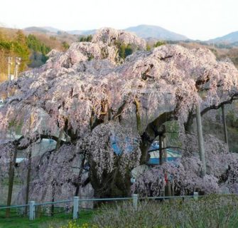 Esta cerejeira de 1.000 anos de idade tornou-se um exemplo de resiliência no Japão