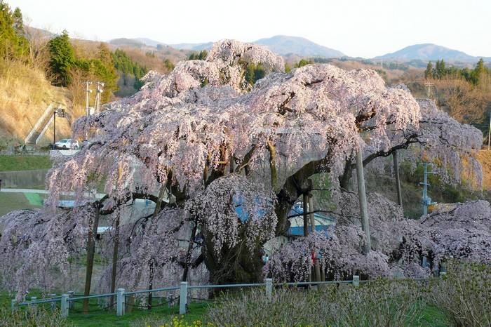 Esta cerejeira de 1.000 anos de idade tornou-se um exemplo de resiliência no Japão