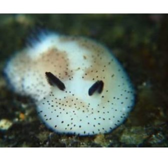 'Coelhinhos do mar' fazendo ondas no Japão são as coisas mais fofas que você verá hoje