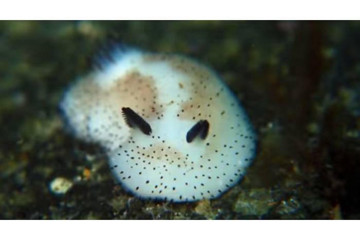 'Coelhinhos do mar' fazendo ondas no Japão são as coisas mais fofas que você verá hoje