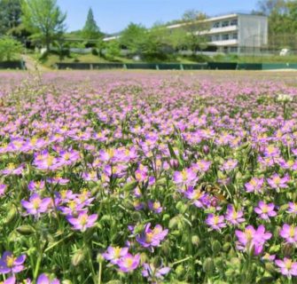 Flores inesperadamente florescem em uma escola de Fukushima, fechada por coronavírus