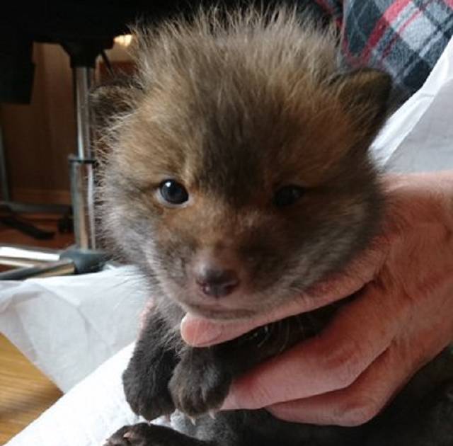 Homem encontra um adorável filhote de cachorro perdido em uma estrada no Japão e faz uma descoberta surpreendente 