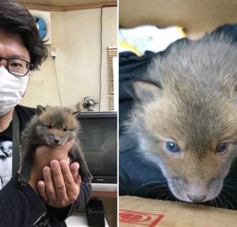 Homem encontra um adorável filhote de cachorro perdido em uma estrada no Japão e faz uma descoberta surpreendente