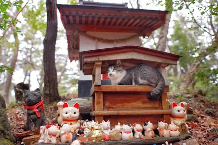 Gato se protege da chuva sob um santuário sagrado para gatos no Japão